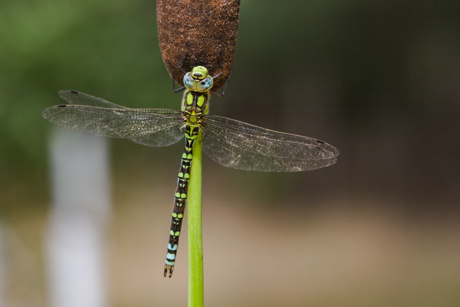 Bild Blaugrüne Mosaikjungfer